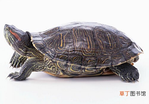 巴西龟的介绍-巴西龟怎么养？