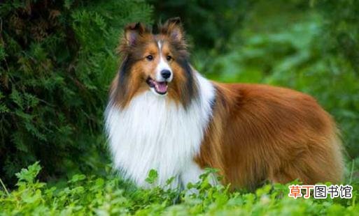喜乐蒂牧羊犬怎样训练？喜乐蒂牧羊犬的简介