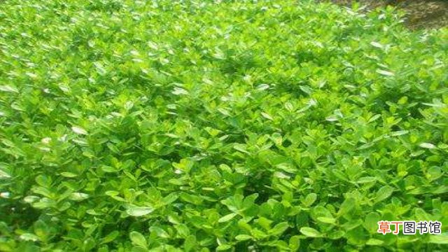 对节白蜡和小叶女贞的区别