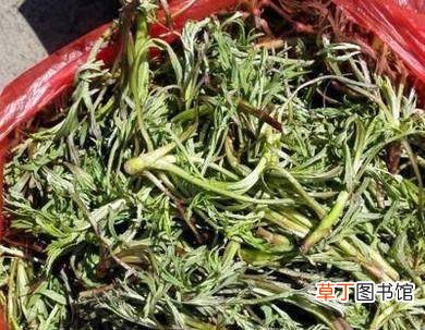 正宗民族柳蒿芽的做法