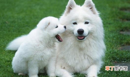 萨摩耶怎么养？萨摩耶犬多少钱能买？