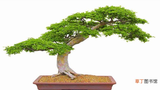 对节白蜡怎么养