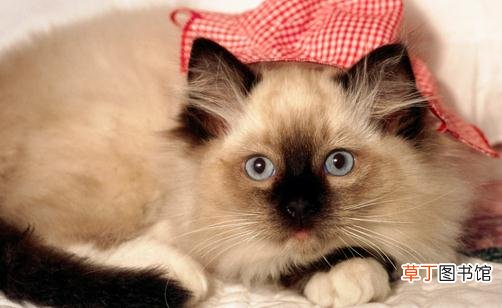 饲养猫咪需要注意正确习性的培养
