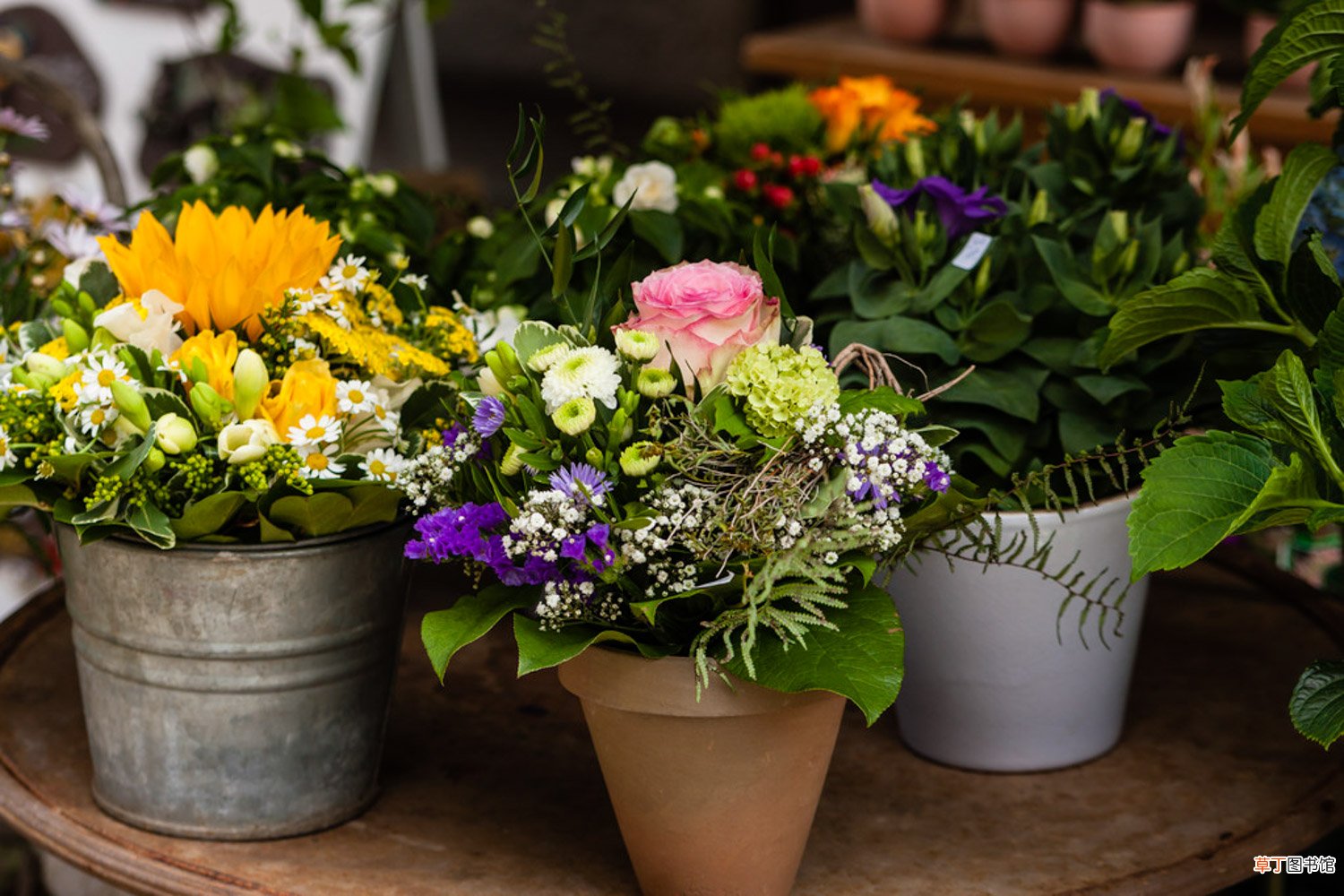 无患子和栾树区别