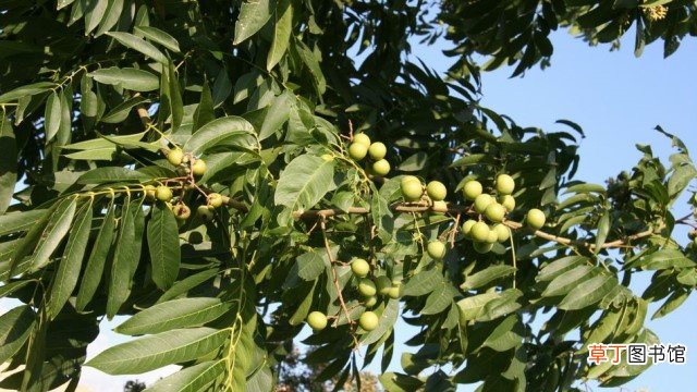 无患子和栾树区别
