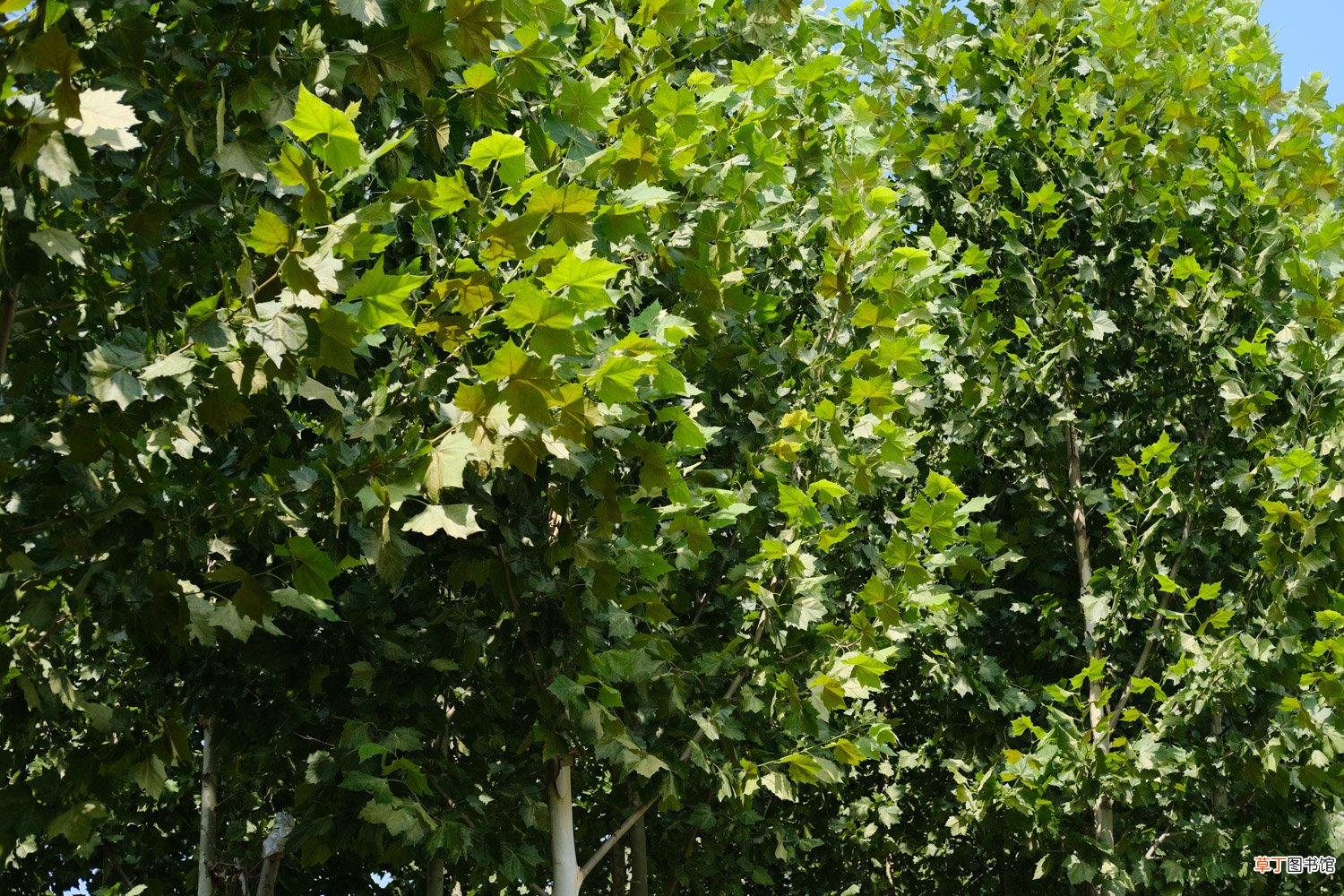 悬铃木栽培养护方法