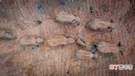象群迁移的原因 象群最新现身地:4吨美味只剩残渣