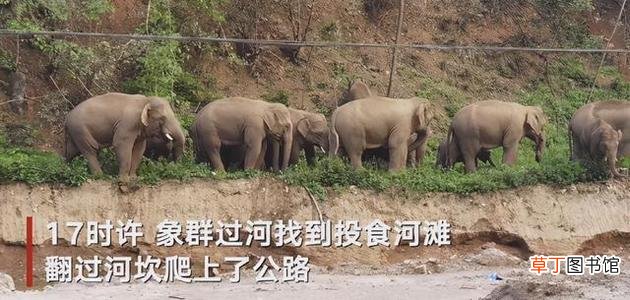 象群迁移的原因 象群最新现身地:4吨美味只剩残渣