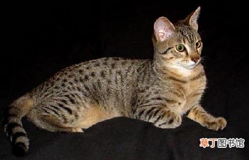 埃及猫怎么养？埃及猫的生活习性