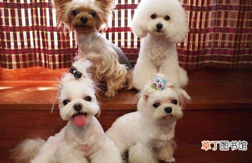 马尔济斯犬如何喂养？马尔济斯犬怎样训练？