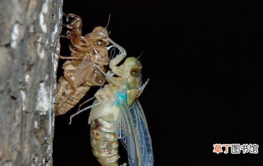 享用美味金蝉的同时 避免破坏生态环境的建议