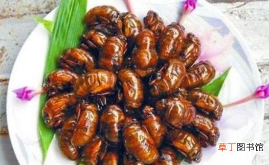 享用美味金蝉的同时 避免破坏生态环境的建议