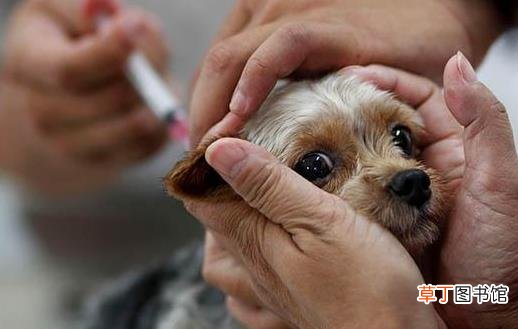 狗狗注射疫苗的误区 狗狗去医院注意事项