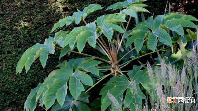 通脱木是什么植物