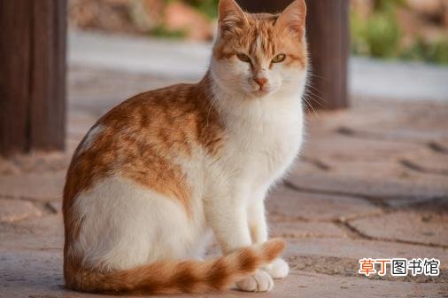 经常让猫咪误会的几个动作 翻肚向你不是要你摸