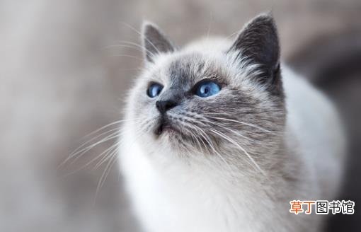 经常让猫咪误会的几个动作 翻肚向你不是要你摸