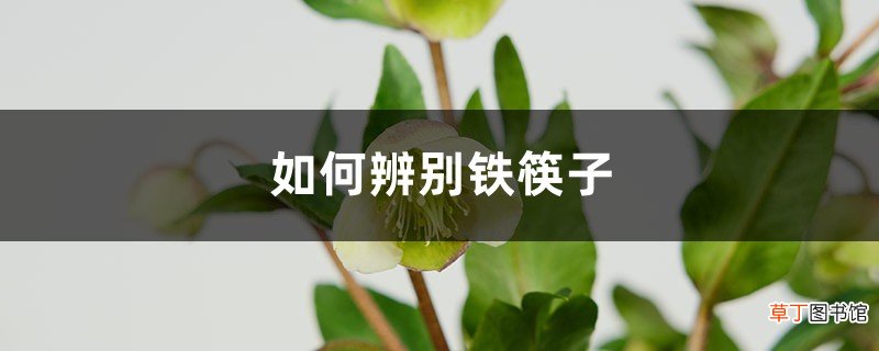 如何辨别铁筷子