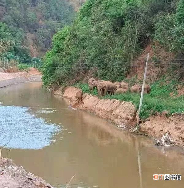 北上象群预计将进晋宁区 北上象群距昆明地界仅两三公里