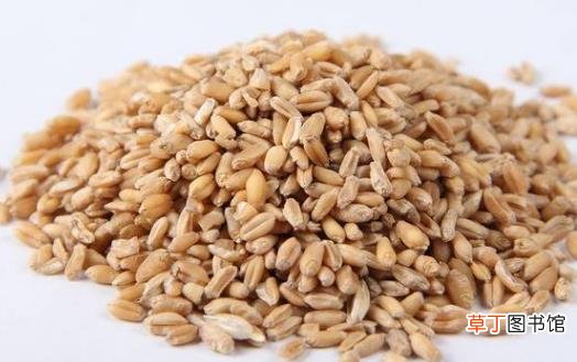 炎炎夏日健脾益气 四道与小麦有关的汤水
