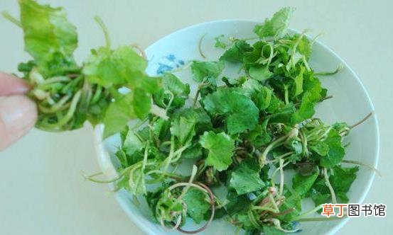 马蹄草的功效作用很多 马蹄草的常见美味吃法