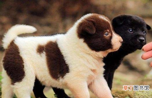 正确喂养幼犬的方法及养狗一些注意事项