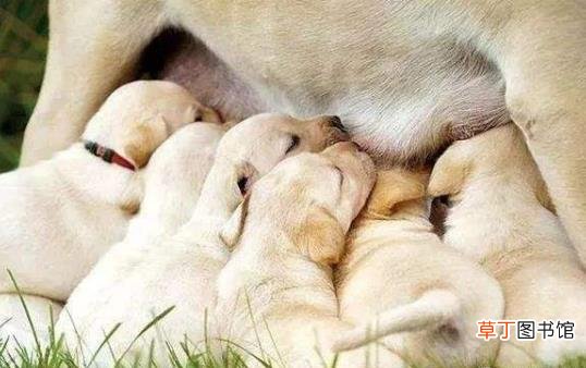 正确喂养幼犬的方法及养狗一些注意事项