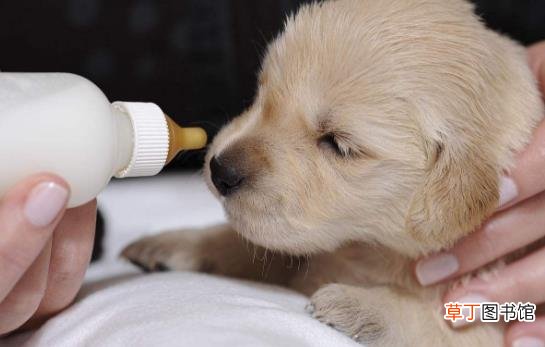 正确喂养幼犬的方法及养狗一些注意事项