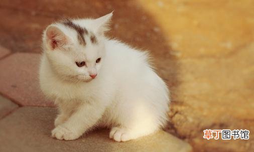 教你正确抱猫咪的方法