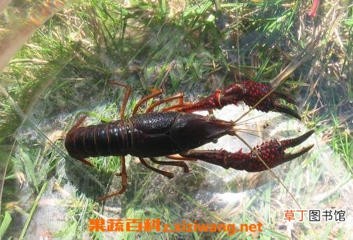 鳌虾的营养价值 鳌虾的吃法