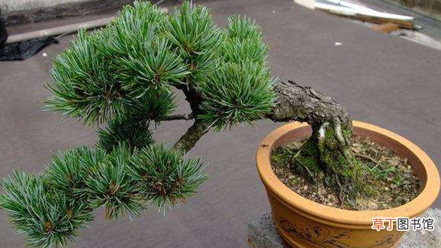 大阪松和金叶五针松的区别