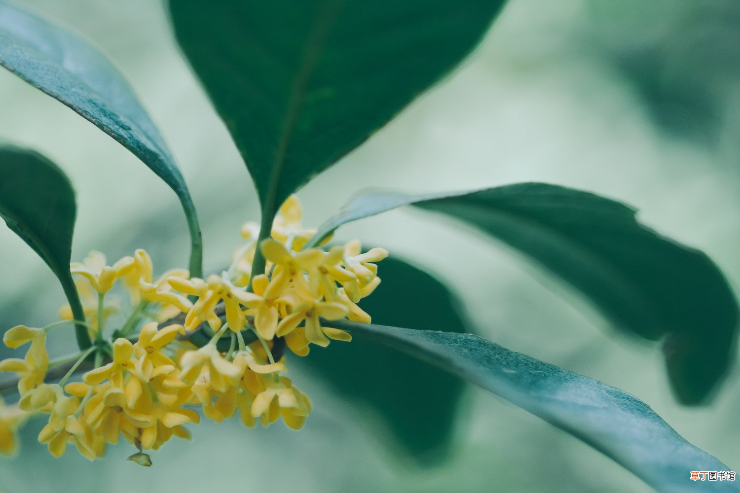 桂花夏天怎么养