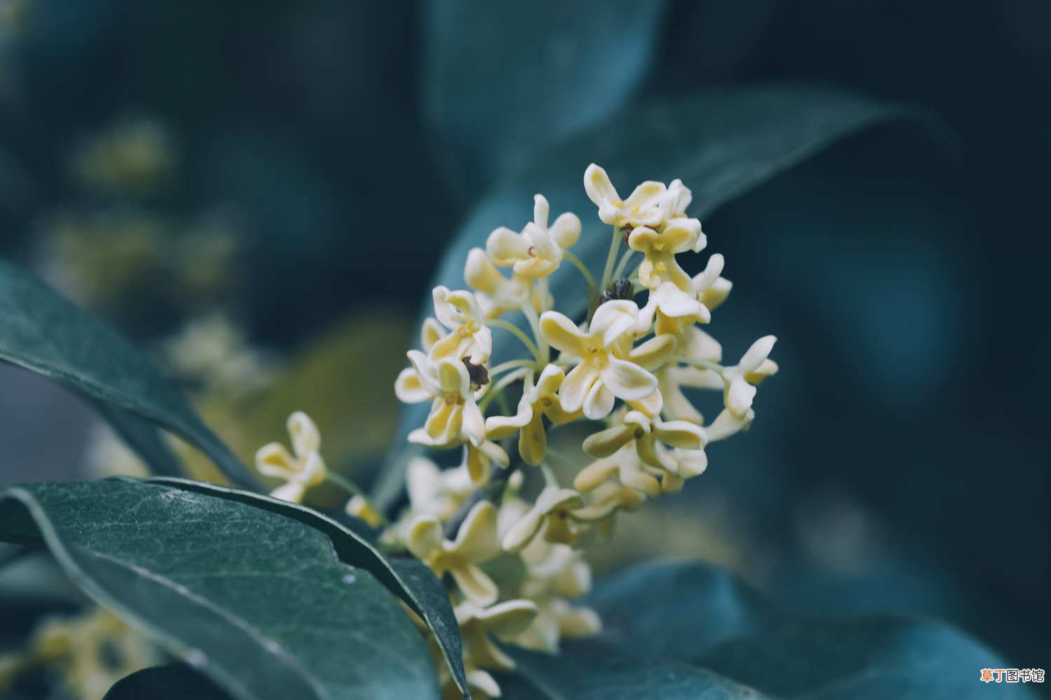 桂花移栽后多久活过来