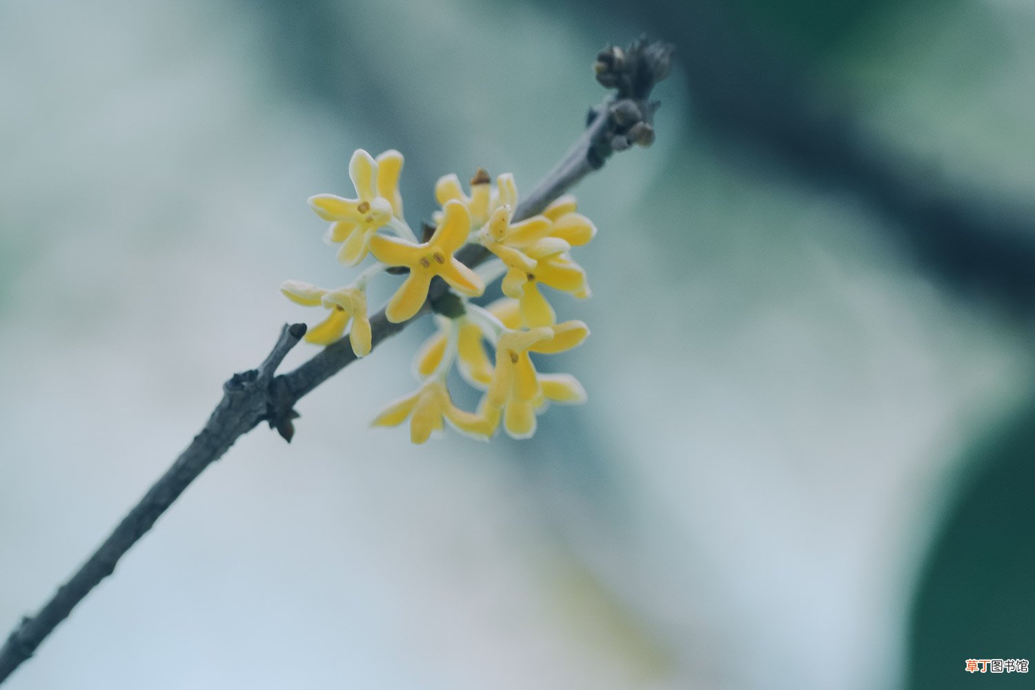桂花盆栽怎么养
