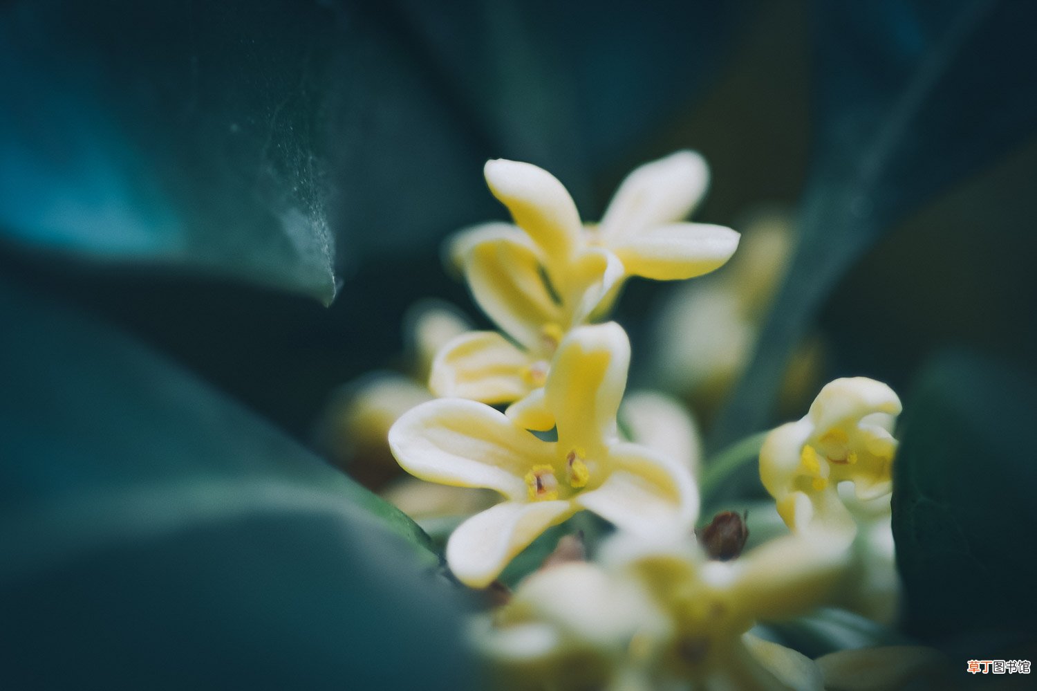 桂花盆栽怎么养