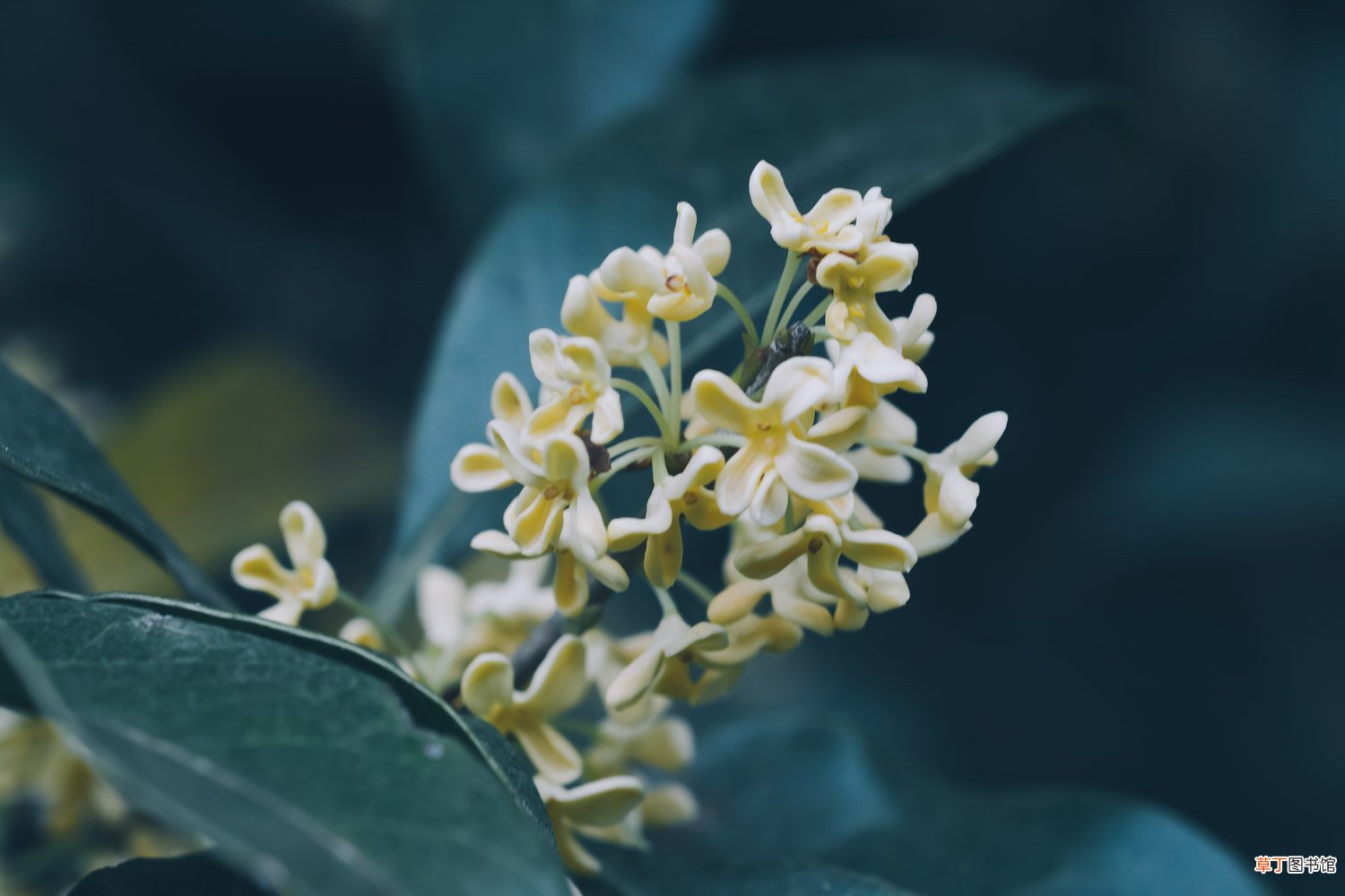 盆栽桂花的养殖方法