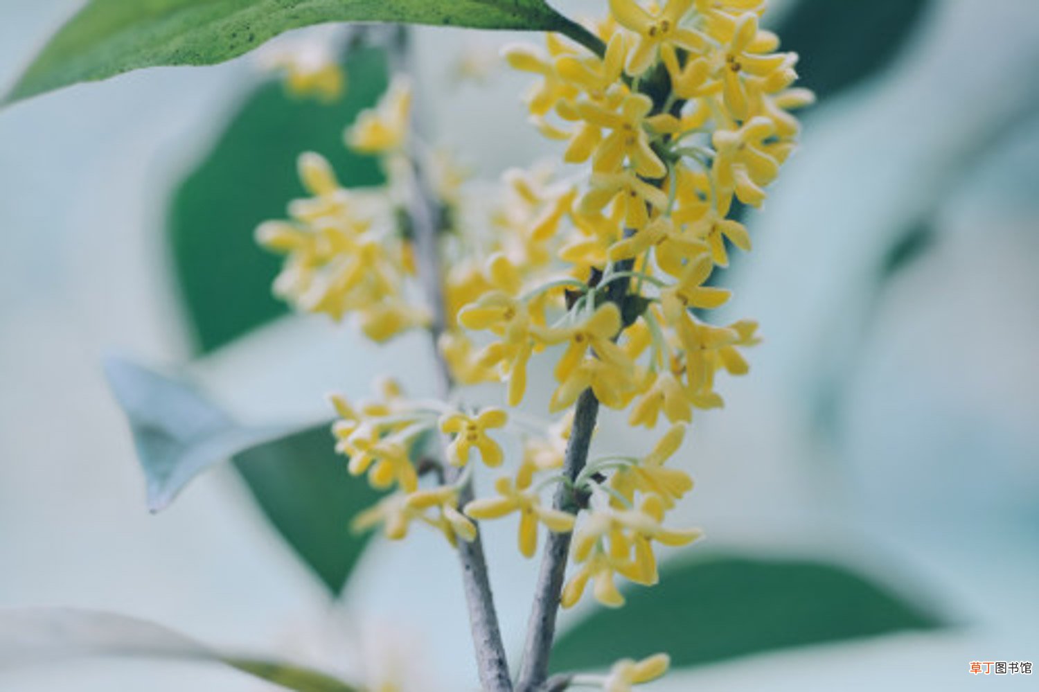 盆栽桂花的养殖方法