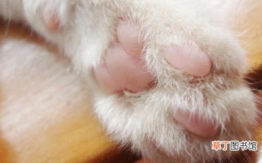 扒一扒猫爪的小秘密 杀机藏在肉垫里