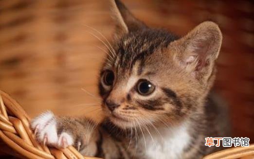 扒一扒猫爪的小秘密 杀机藏在肉垫里