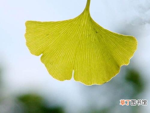 银杏叶片有什么作用-银杏叶片的功效和用途