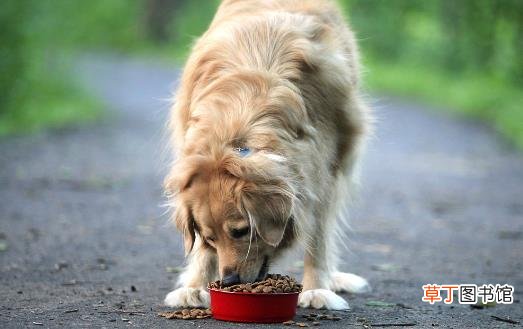 狗狗们挑食厌食的原因 避免狗挑食的解决方法