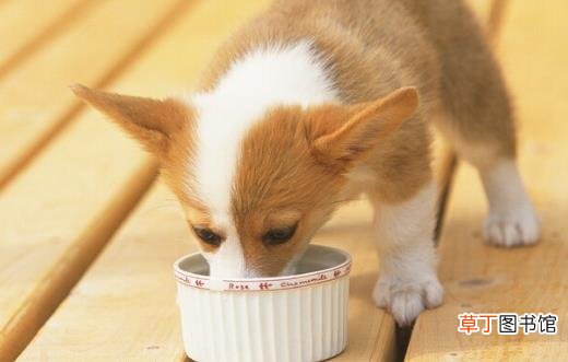 狗狗们挑食厌食的原因 避免狗挑食的解决方法