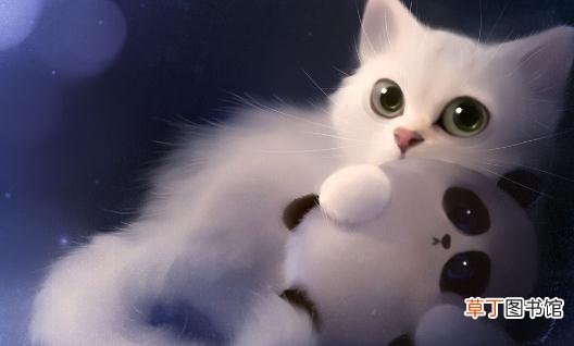 猫粮的选购技巧 给猫咪吃什么最好？