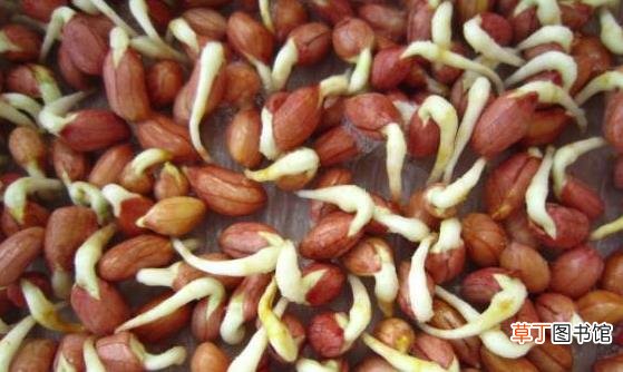 这4类发芽菜发芽不能食用 不利人体健康