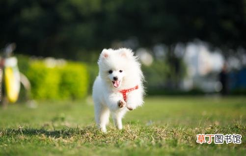 女生适合养的宠物狗推荐 几个适合女性饲养的宠物狗