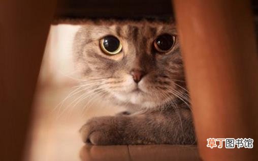 猫咪被被吓着铲屎官别坐视不管 要学会正确安抚方式