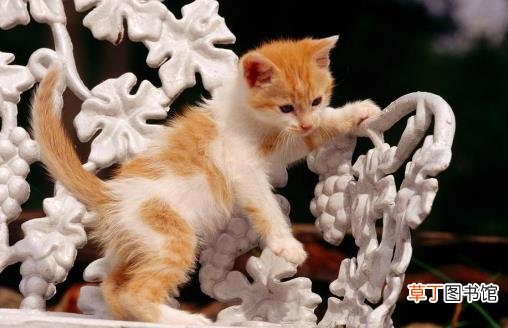 猫咪被被吓着铲屎官别坐视不管 要学会正确安抚方式