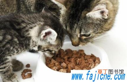 猫咪一直不吃不喝是什么导致的 猫咪不吃东西会不会饿死
