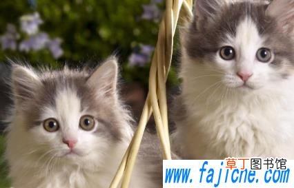 猫咪一直不吃不喝是什么导致的 猫咪不吃东西会不会饿死