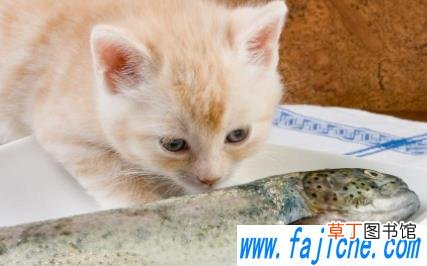 猫咪一直不吃不喝是什么导致的 猫咪不吃东西会不会饿死