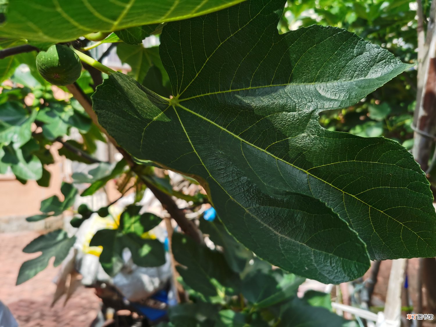 狗能吃无花果吗